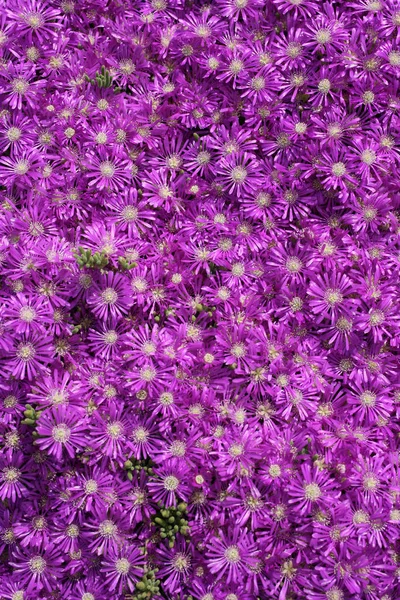 Background Image Pink Flower Field — Stock Photo, Image