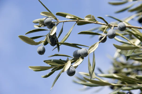 Nahaufnahme Eines Olivenbaums — Stockfoto