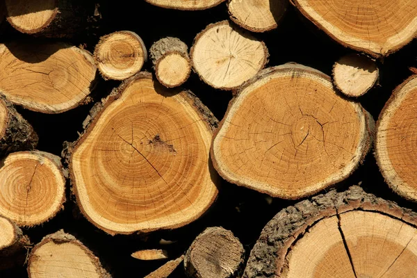 Ein Bild Von Abgeschnittenen Baumstämmen — Stockfoto