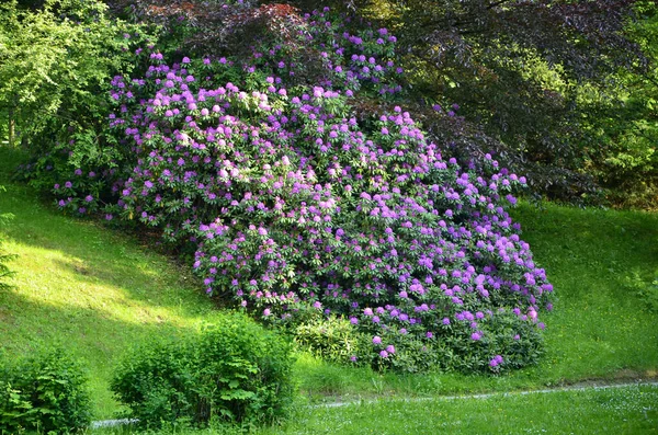 Rhododendron Blomma Spa Parken Mod Harz — Stockfoto