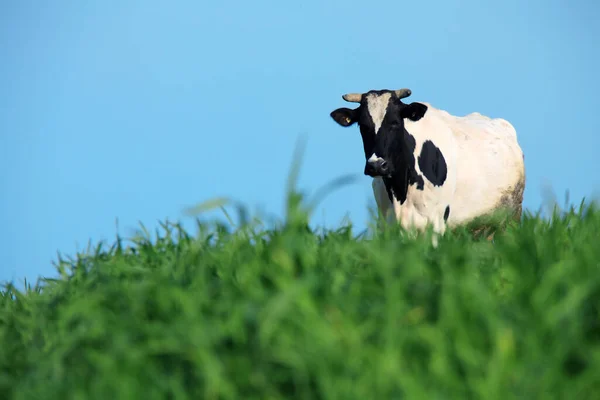 Una Imagen Una Sola Vaca Hierba —  Fotos de Stock