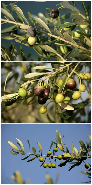 Nahaufnahme Eines Olivenbaums — Stockfoto