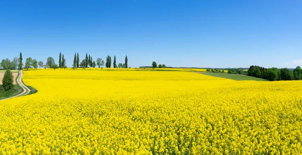 Landsbygd Våren Landskap Med Frodig Blommande Raps — Stockfoto