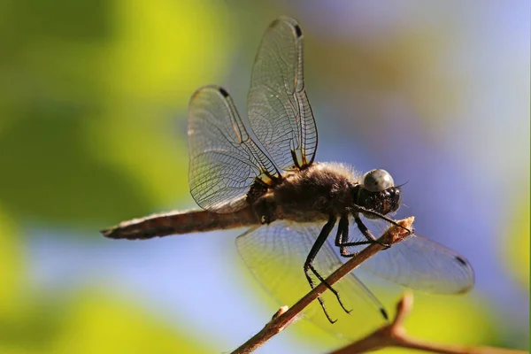 Primo Piano Macro Vista Insetti Libellula — Foto Stock