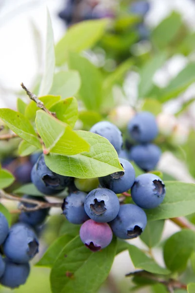Ripe Blueberries Shrub Green Leaves Close Summer Day — Stock Photo, Image