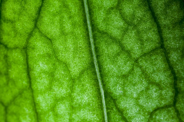 Een Super Macro Afbeelding Met Detail Een Plantenblad — Stockfoto