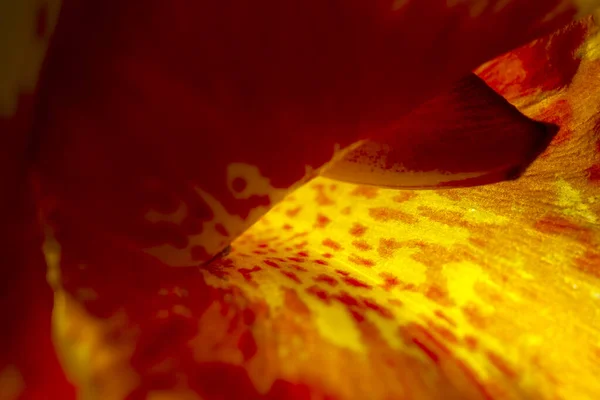 Extrême Macro Abstrait Une Fleur Idéal Pour Les Fonds Écran — Photo