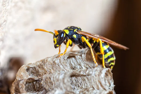 Young Paper Wasp Queen Builds Nest Start New Colony — Stock Photo, Image