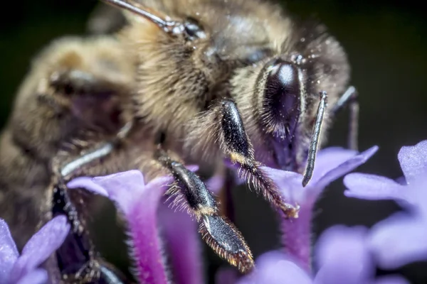 Maltese Honingbij Apis Mellifera Ruttneri Een Honingbij Uit Familie Bijen — Stockfoto