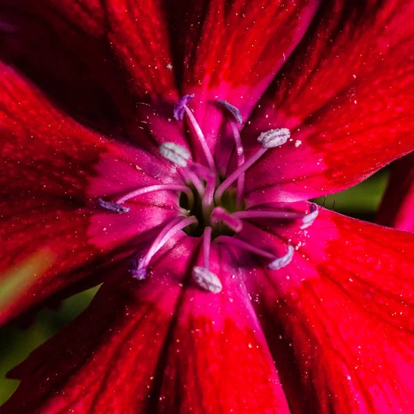 Ein Super Makrobild Das Details Von Blütenblättern Und Stempeln Auf — Stockfoto