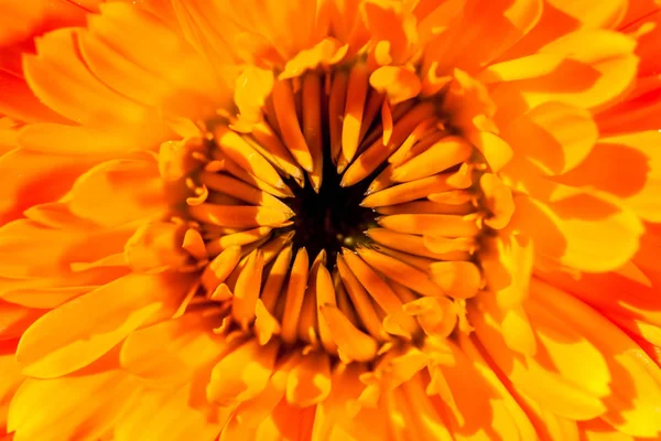 Immagine Macro Eccellente Che Mostra Dettaglio Petali Fiore — Foto Stock