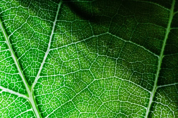 식물의 자세히 보이는 초거대 — 스톡 사진