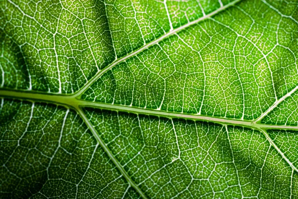 Una Imagen Súper Macro Que Muestra Detalle Una Hoja Planta — Foto de Stock