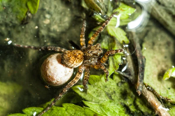 一只母狼蜘蛛带着她的卵囊穿过灌木丛 — 图库照片