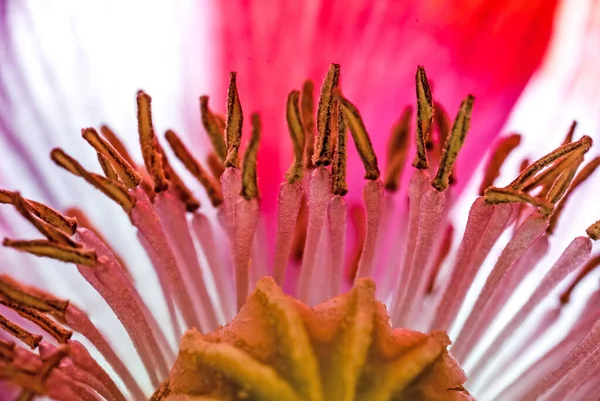 Haşhaş Çiçeğinin Kalbi Tohum Kapsülü Bir Sürü Dayanıklılıkla Çevrili — Stok fotoğraf