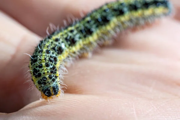 Cabbage White Butterfly Here Shown Larval Caterpillar Stage — Stock Photo, Image