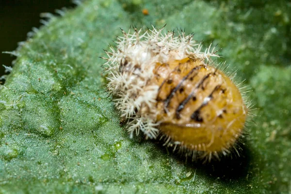 Μια Μεταξοσκώληκα Moth Caterpillar Ρίχνει Δέρμα Της Ενώ Στηρίζεται Στο — Φωτογραφία Αρχείου