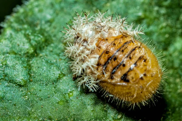 Silkworm Moth Caterpillar Ömsar Skinn Medan Vilar Bladet Sprutande Gurka — Stockfoto