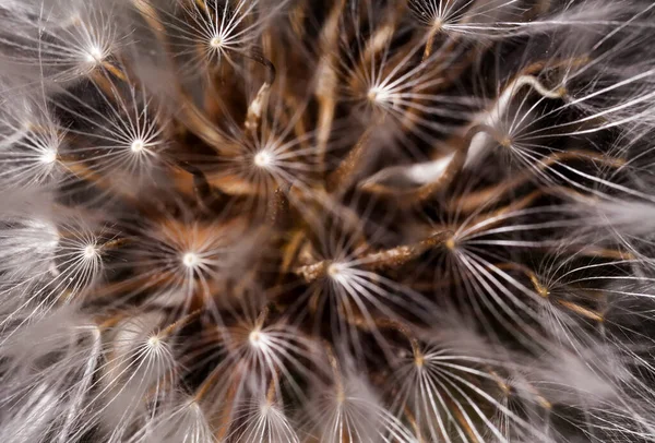 Ein Super Makro Bild Das Details Des Löwenzahn Blütenkopfes Zeigt — Stockfoto