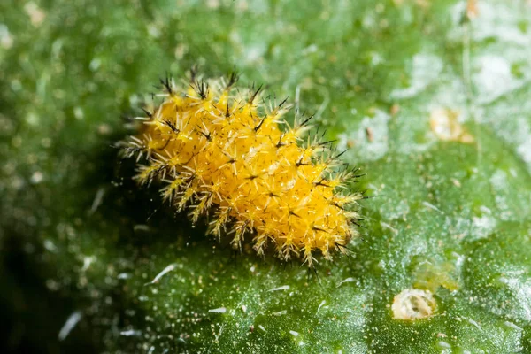 Silkworm Moth Caterpillar Shows Its Toxic Spines While Resting Leaf — Stock Photo, Image