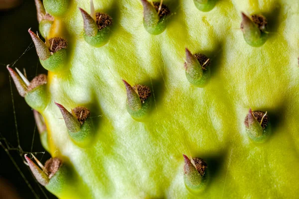 Glochids Espinhosos Pêra Espinhos Que Protegem Folhas Remo Opuntia — Fotografia de Stock