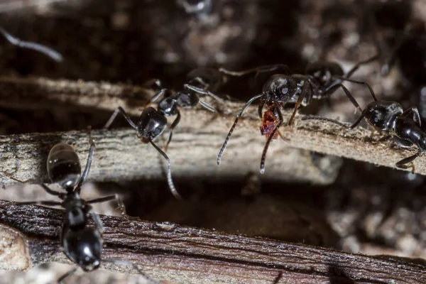 Czarna Mrówka Ogrodowa Lasius Niger Jest Mrówką Formicyny Gatunkiem Typowym — Zdjęcie stockowe