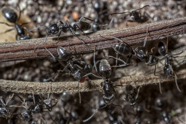 Czarna Mrówka Ogrodowa Lasius Niger Jest Mrówką Formicyny Gatunkiem Typowym — Zdjęcie stockowe