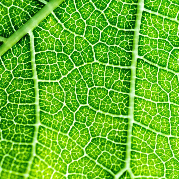 Een Super Macro Afbeelding Met Detail Een Plantenblad — Stockfoto