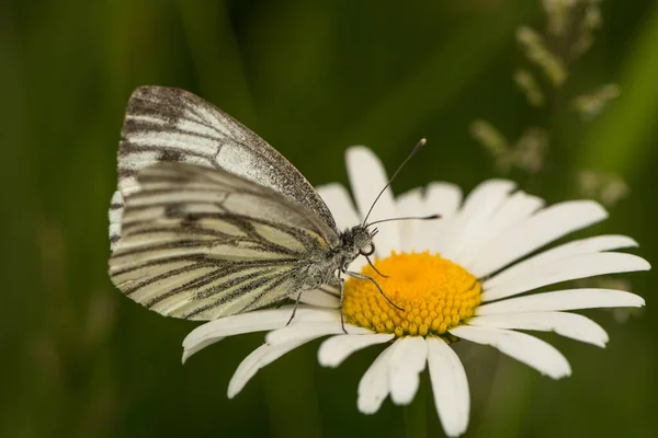 Primer Plano Una Colza Eslingas Blancas — Foto de Stock