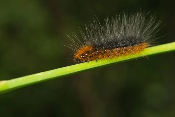 Raupe Des Braunbären — Stockfoto