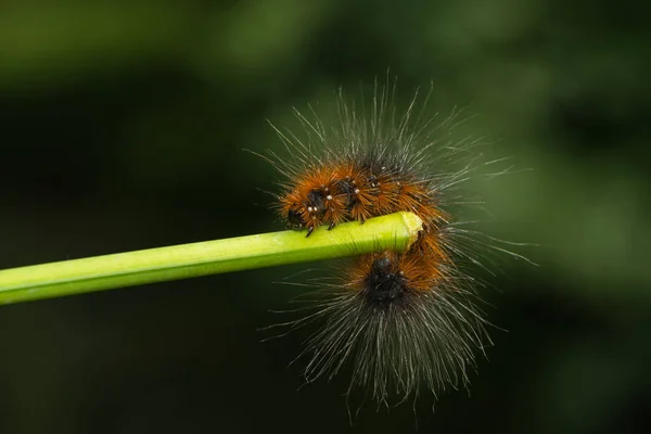 Caterpillar Brown Bear — Stock Photo, Image