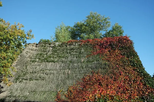 Utsikt Över Parken Våren — Stockfoto