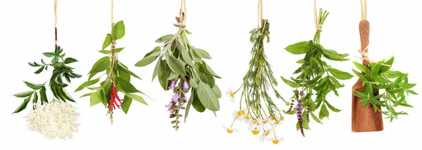 Frische Pflanzen Für Tee — Stockfoto