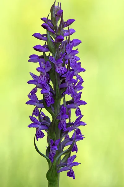 Virág Lapos Színű Fiú Gyógynövény Dactylorhiza Inkarnata — Stock Fotó