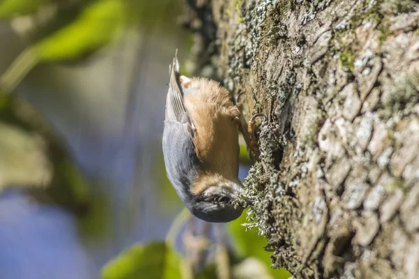 Kleiber Árvore Uma Busca Para Forets — Fotografia de Stock