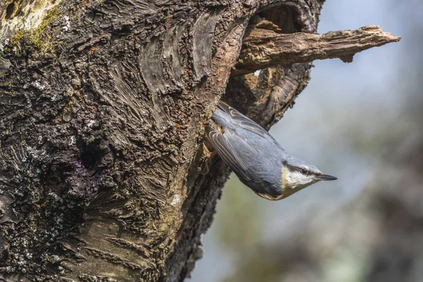 Ağacın Üzerindeki Bir Kleiber Kale Arayışında — Stok fotoğraf