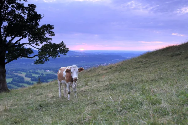 Mladý Dobytek Večerním Slunci — Stock fotografie