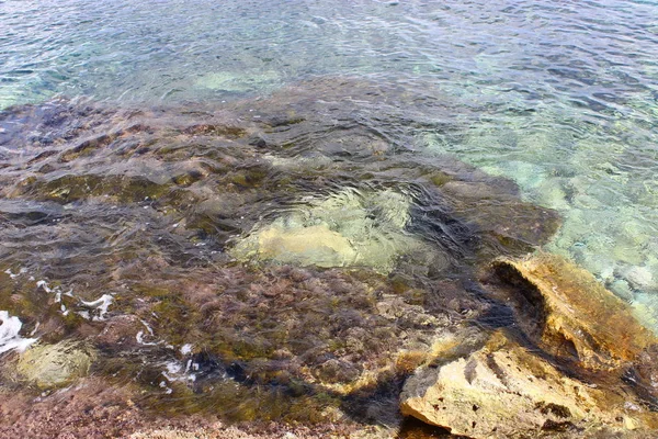 透明な水の中の岩礁の海底 ロイヤリティフリーのストック画像