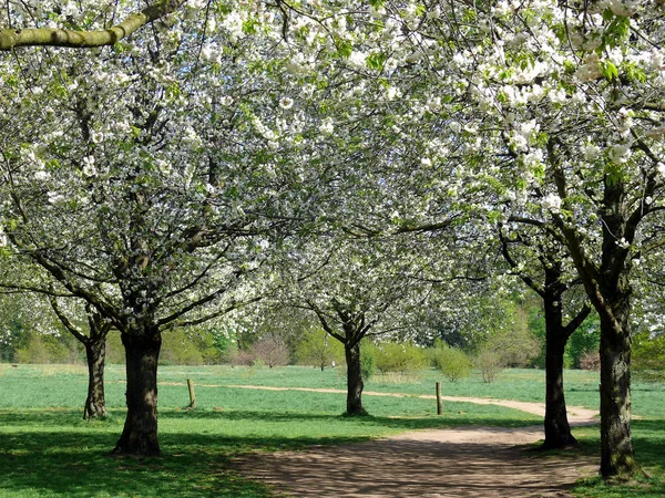 Wiosenne Kwiaty Drzewie — Zdjęcie stockowe