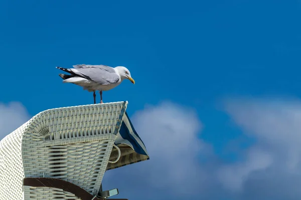 Ostfriesland Ist Eine Küstenregion Nordwesten Des Deutschen Bundeslandes Niedersachsen — Stockfoto