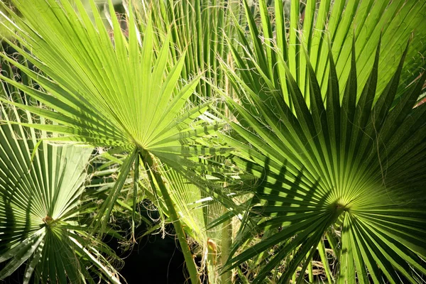 Zár Megjelöl Szemcsésedik Ból Egy Palm Tree Levél — Stock Fotó