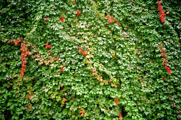 Uma Imagem Fundo Folhas Coloridas Tempo Queda — Fotografia de Stock