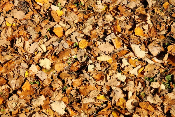 Close Shot Colorful Autumn Leaves Forest — Stock Photo, Image