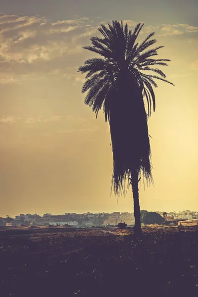 Andalusischen Sonnenuntergang Mit Silhouette Palme Retro Getönt — Stockfoto