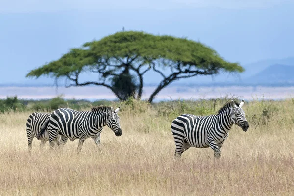 Flachzebra Equus Quagga Oder Pferdezebra Steppengras Vor Schirmakazie Amboseli Nationalpark — Stockfoto