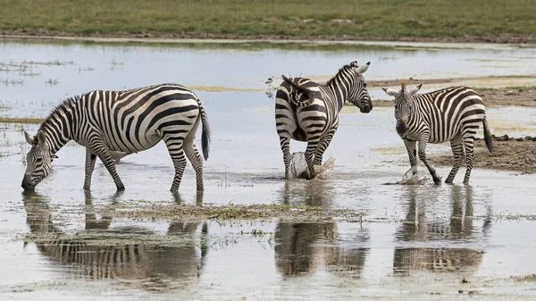Steppe Zebra Equus Quagga Paardenfeesten Het Water Nationaal Park Amboseli — Stockfoto
