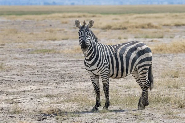 Kenya Amboseli Zebra 4914 — Fotografia de Stock