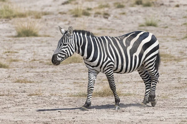 Kenya Amboseli Zebra 4933 — Stock fotografie