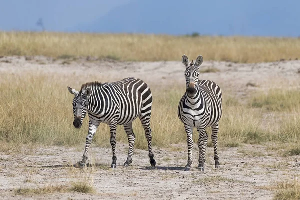 Zebry Jednokopytne Equus Quagga Lub Zebry Jednokopytne Park Narodowy Amboseli — Zdjęcie stockowe