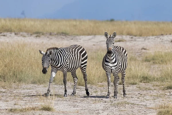 Πεδιάδες Ζέβρες Equus Quagga Ζέβρες Άλογο Amboseli Εθνικό Πάρκο Kenya — Φωτογραφία Αρχείου